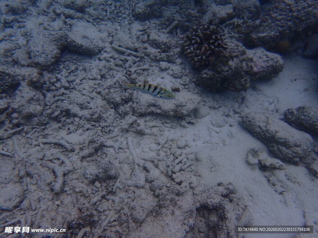 海底景象 沙石间的神秘世界