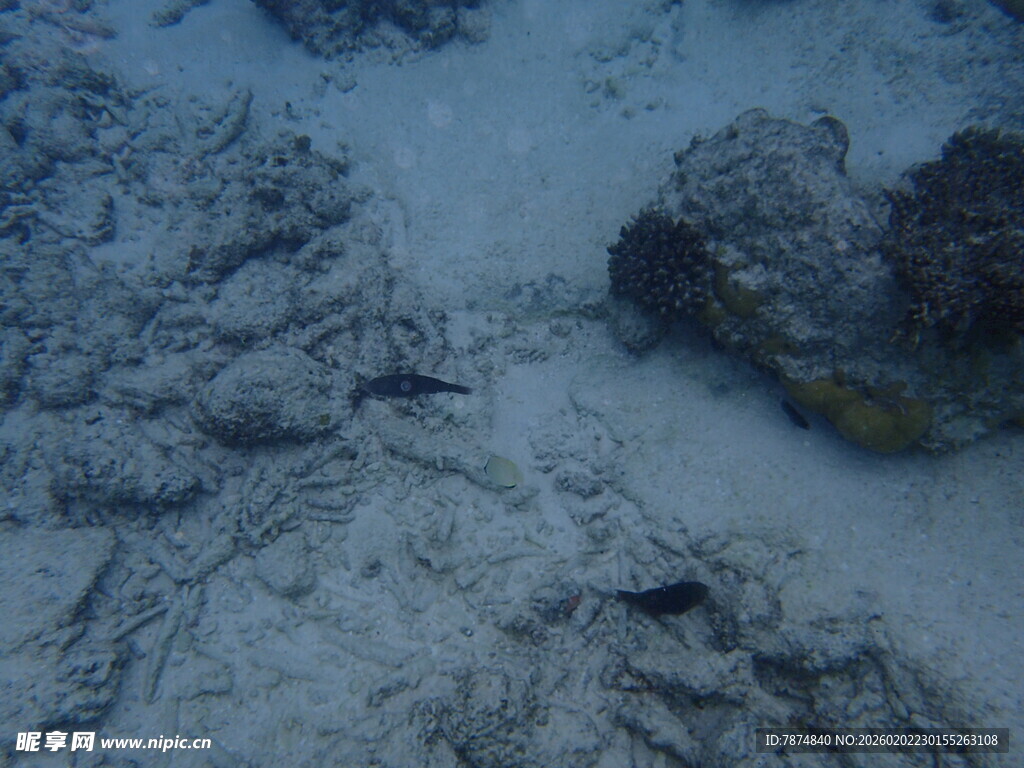海底景象中的神秘物体
