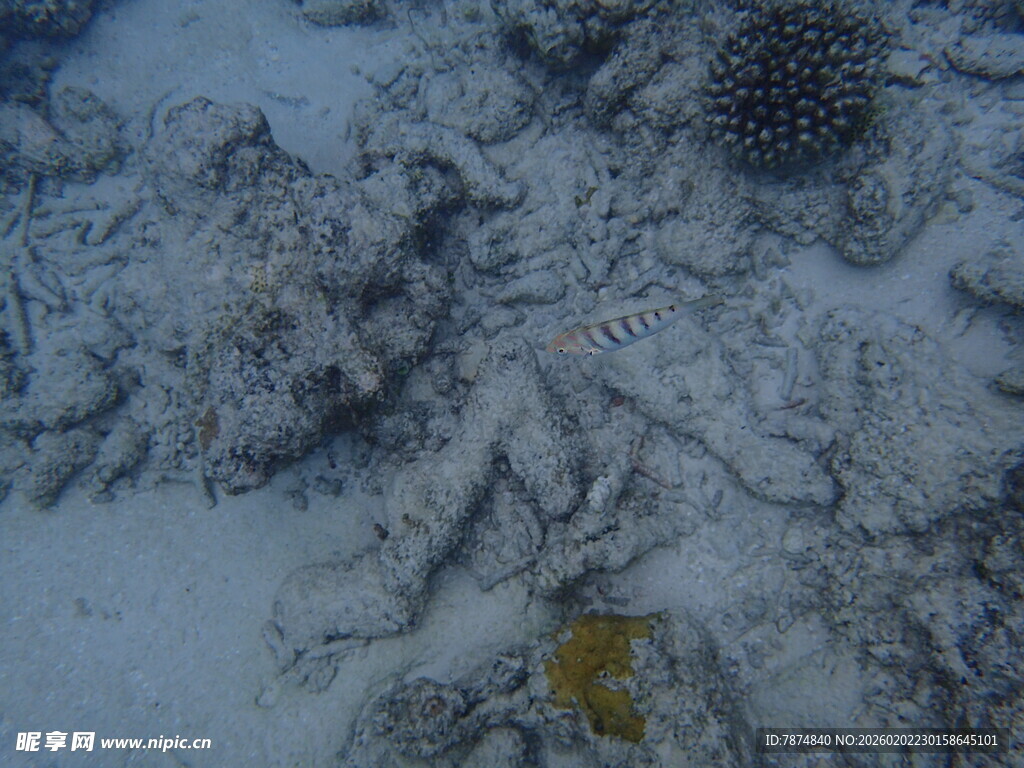 海底景象中的黄色生物