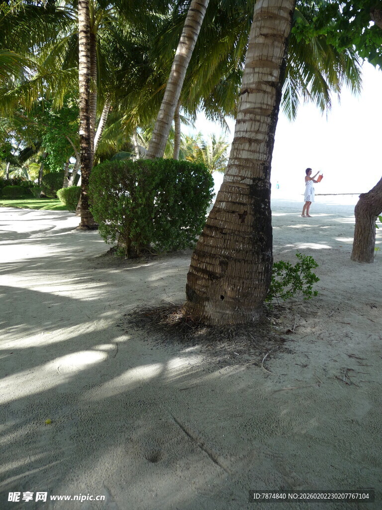热带沙滩椰树风景