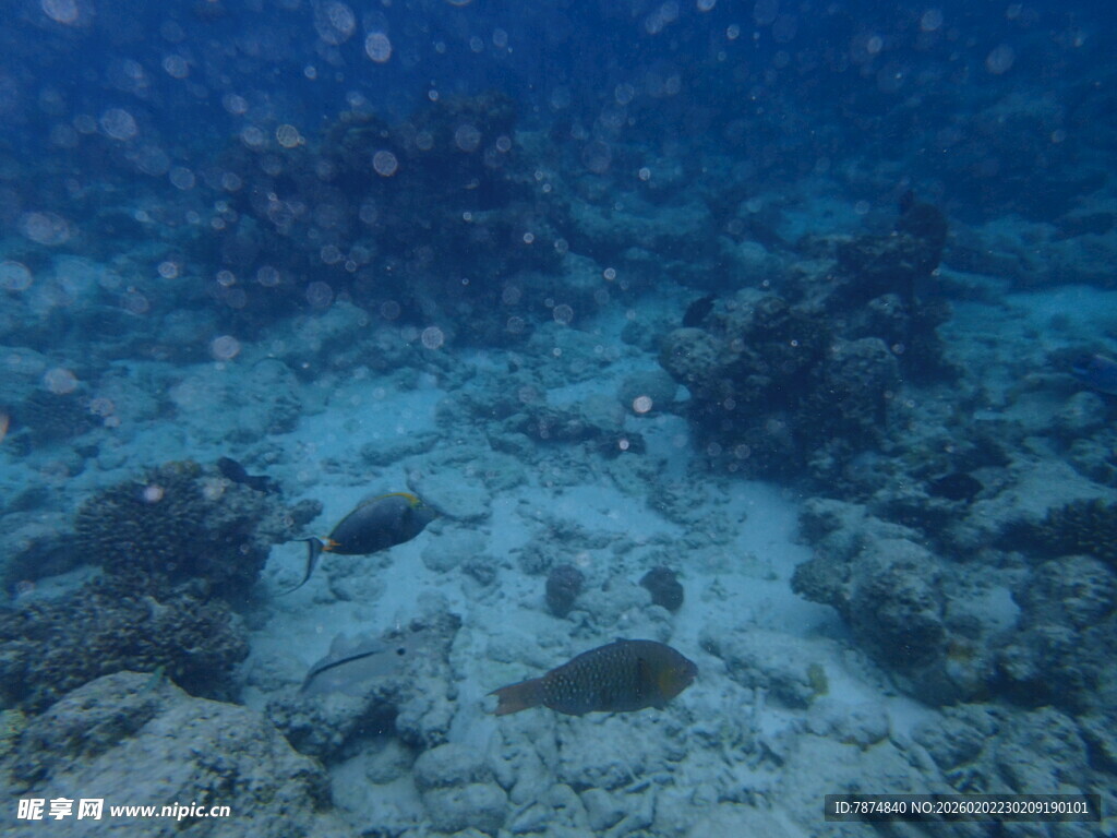海底世界中的鱼与珊瑚