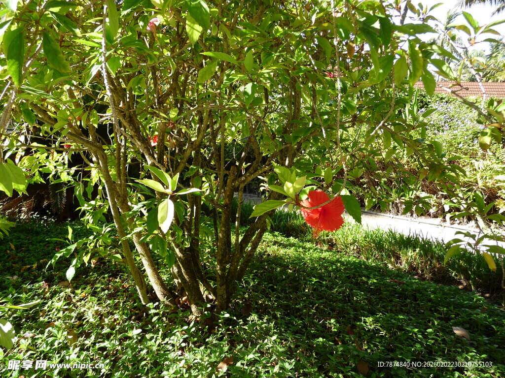 绿叶丛中一抹红