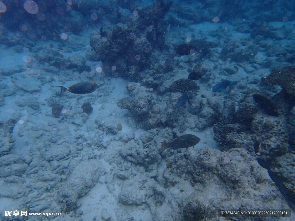 海底珊瑚礁景观
