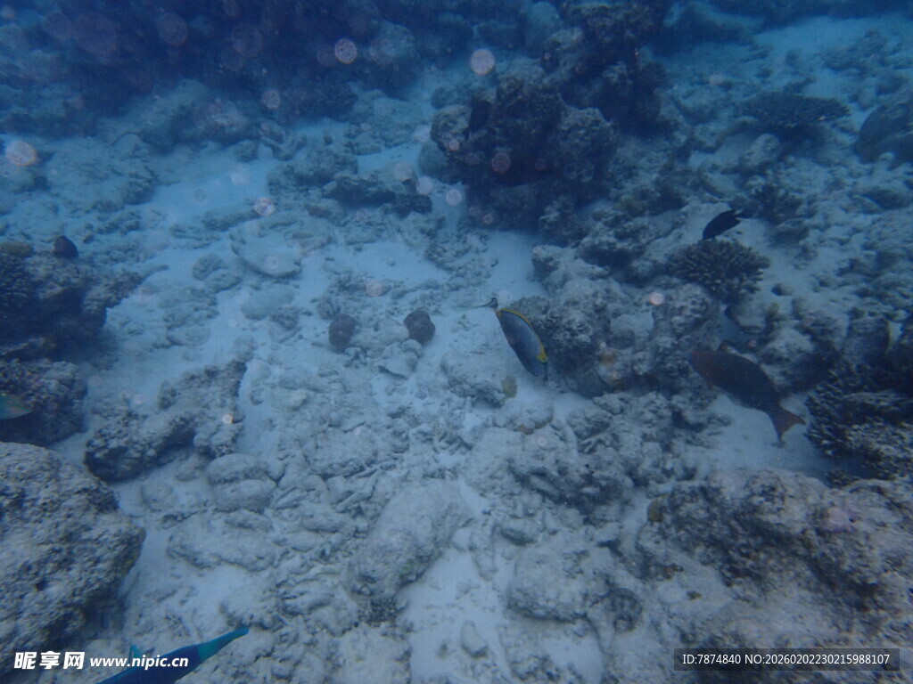 海底珊瑚与游动小鱼