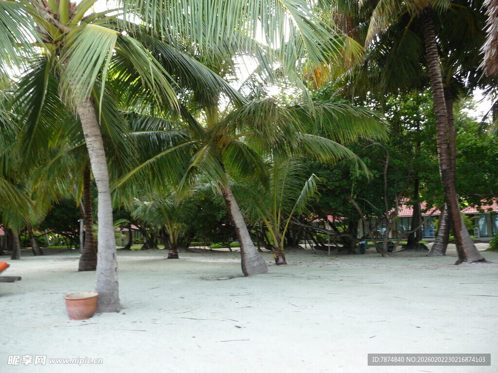 热带沙滩上的棕榈树林