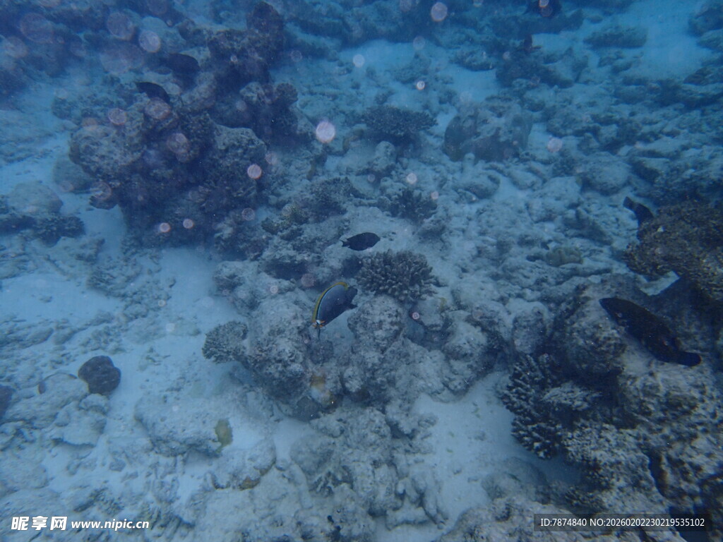 海底珊瑚景观