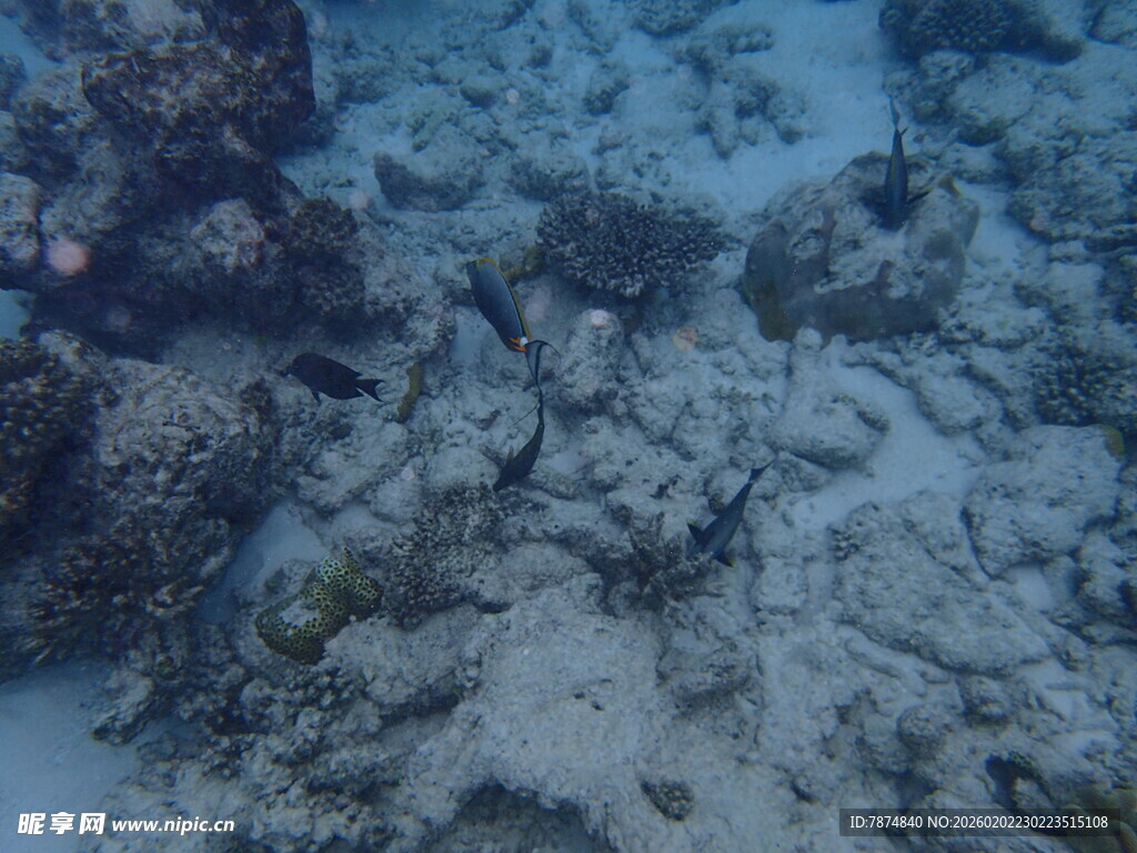 海底珊瑚礁景观