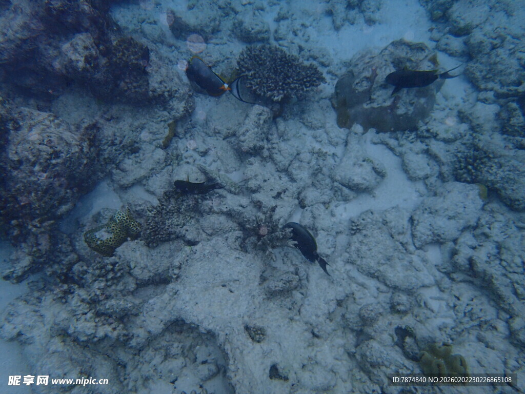 海底景象 神秘的珊瑚世界
