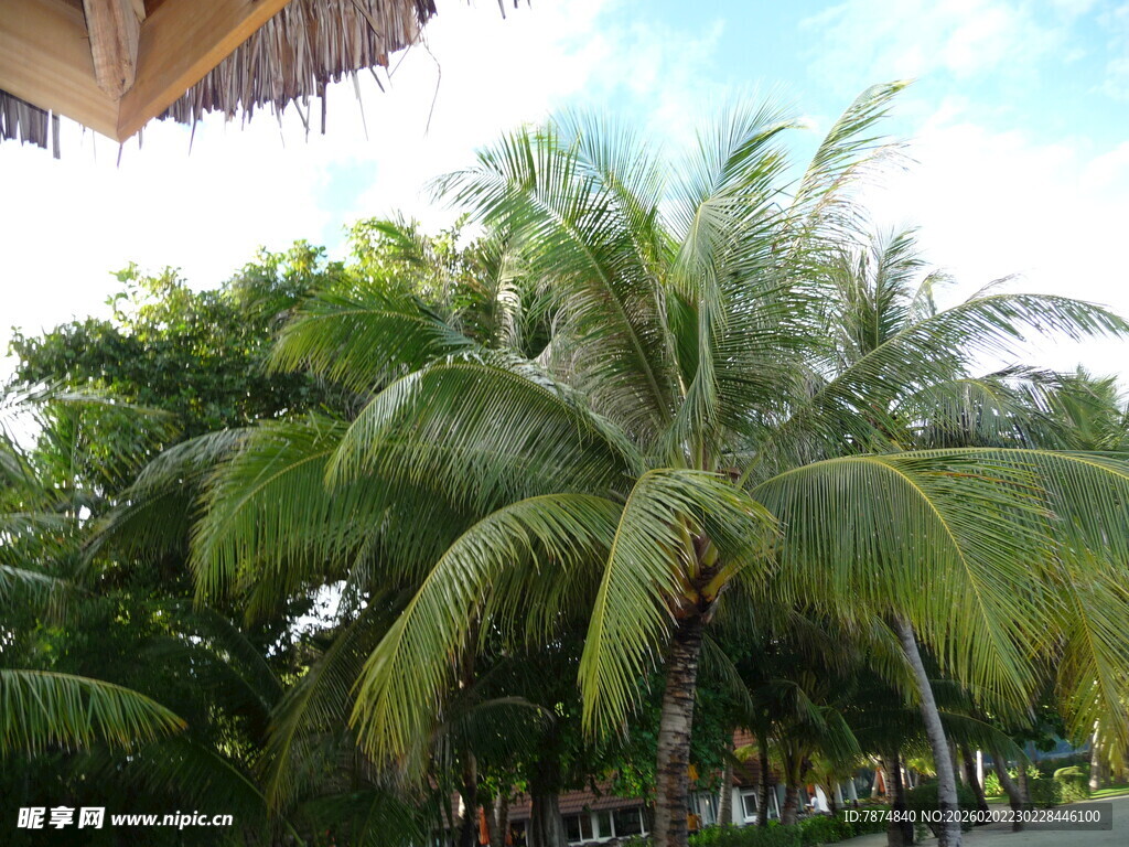 热带风光中的高大棕榈树