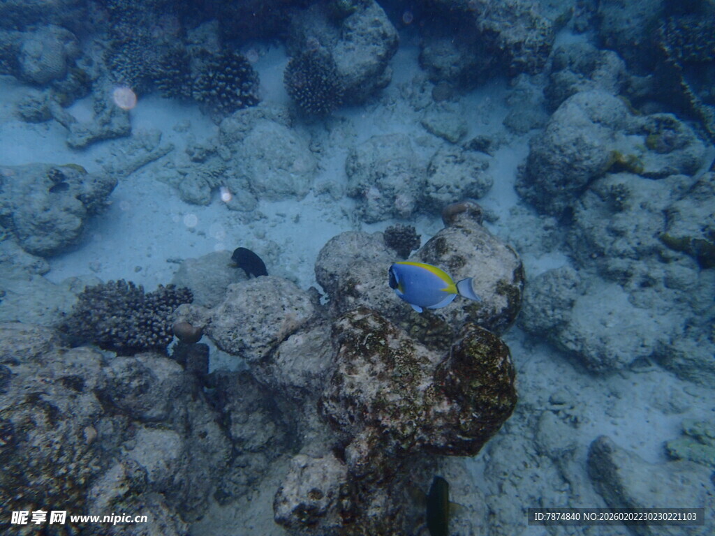 海底多彩珊瑚与小鱼
