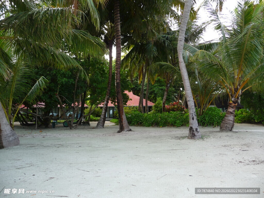 热带沙滩椰林风光