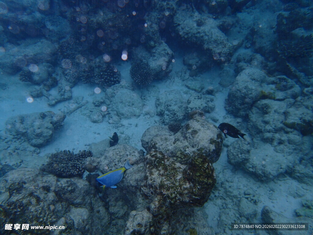 海底珊瑚礁景观