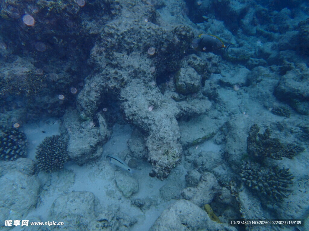 海底珊瑚礁景观