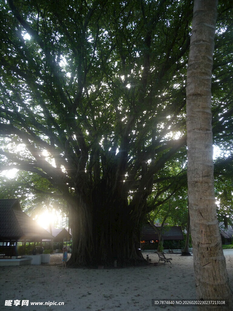 夜幕下的繁茂大树