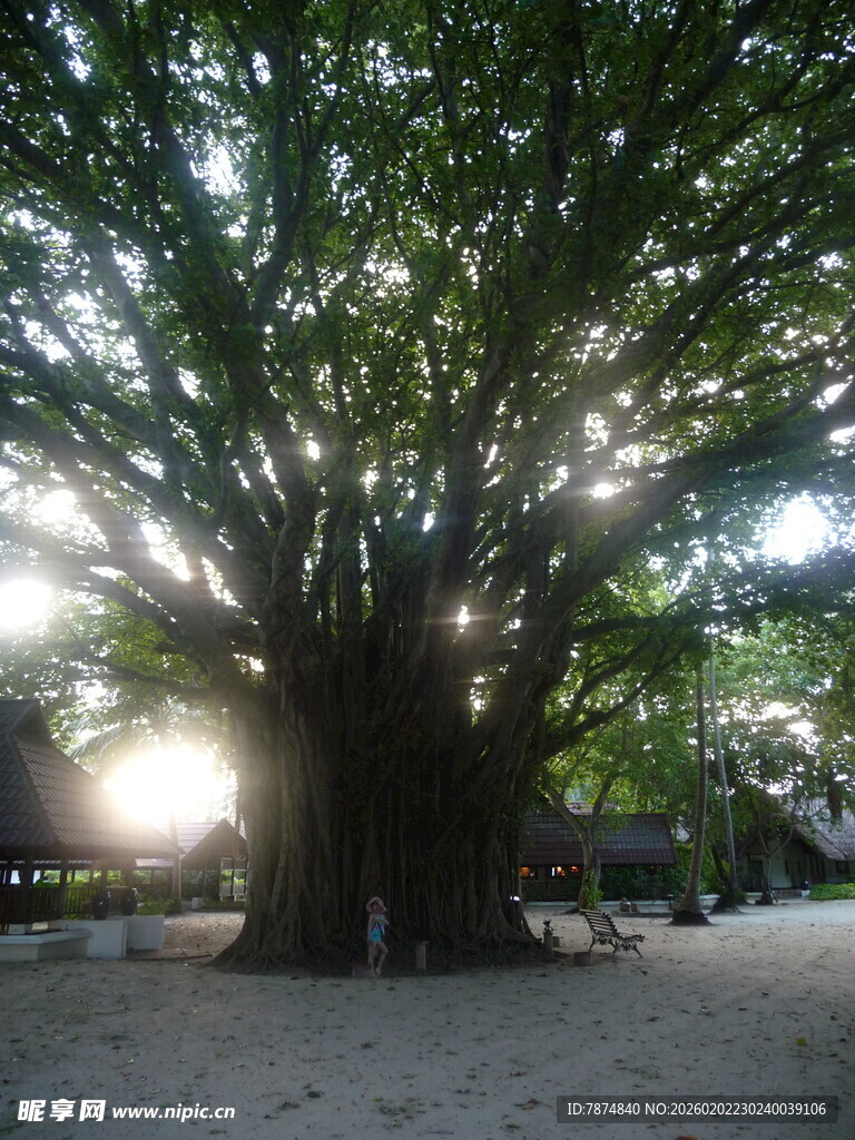 古老繁茂的参天大树