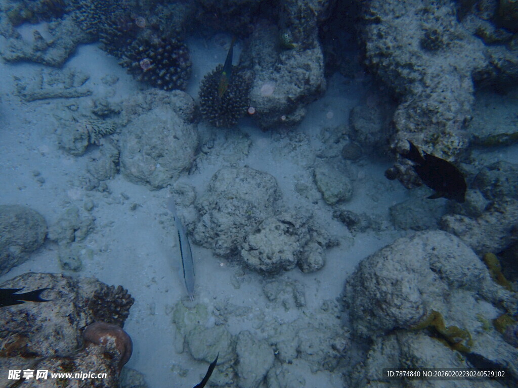 海底珊瑚礁景象