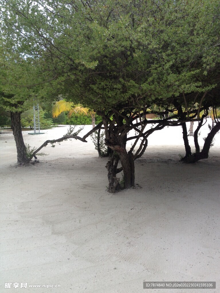 沙地上的丛生树木