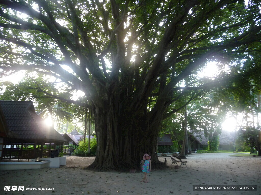 古老大树下的静谧场景