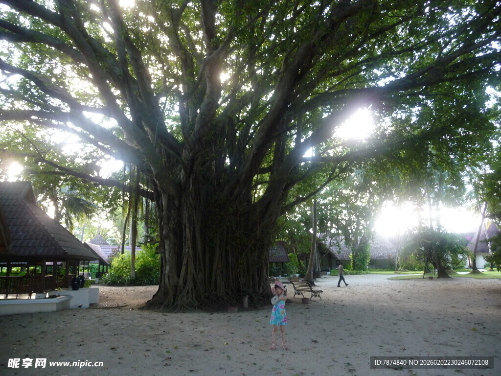 巨大古树下的休闲场景