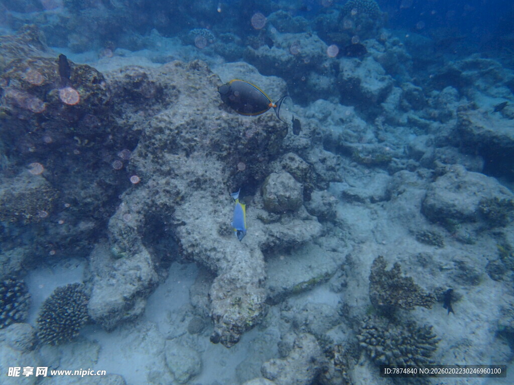 海底珊瑚礁景观