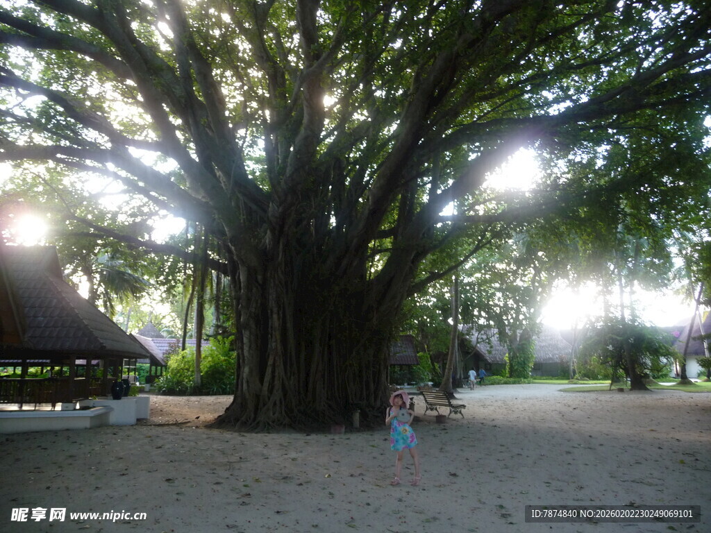 巨大古树下的休闲场景