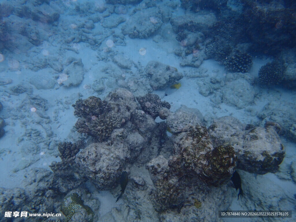 海底珊瑚景观