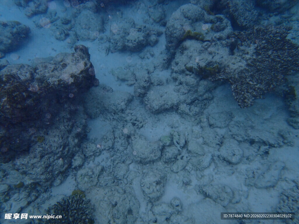 海底珊瑚礁景象