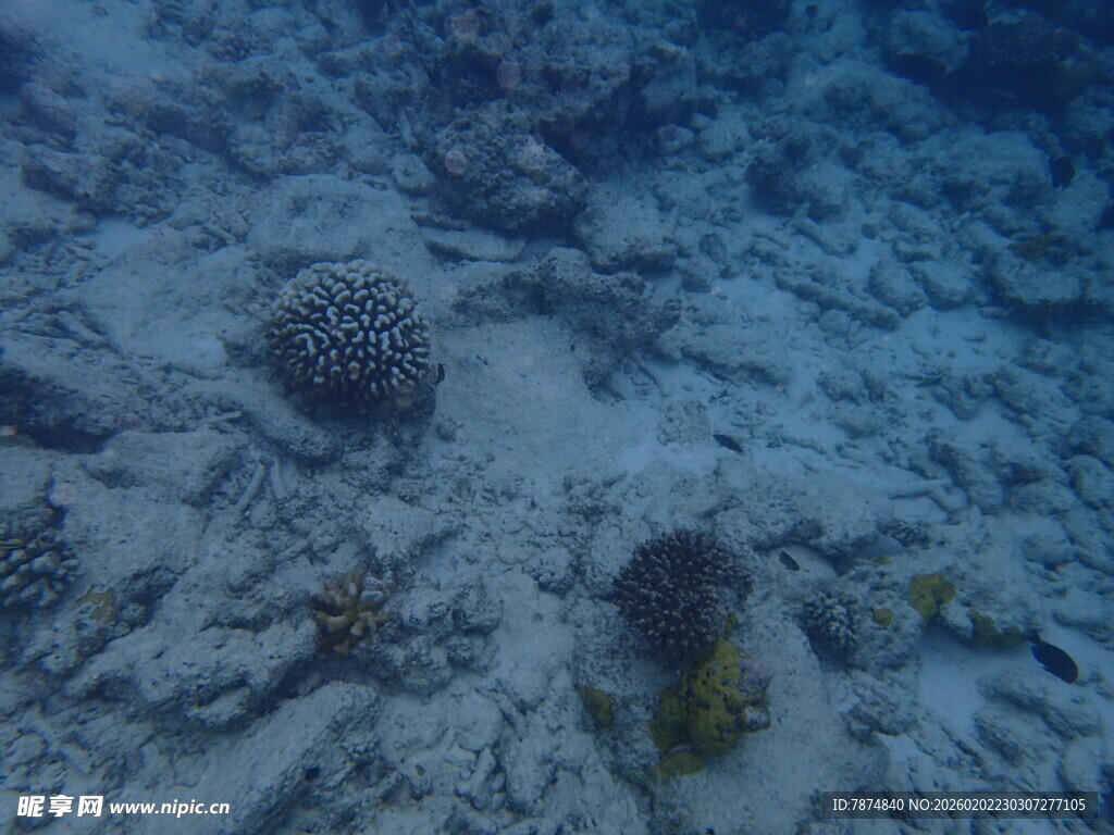 海底珊瑚与海洋生物景观