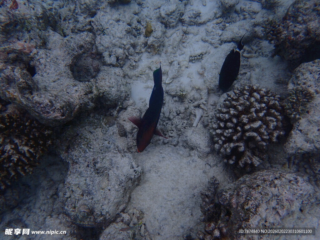 海底珊瑚间的两条小鱼