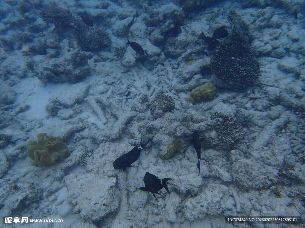 海底游动的黑色小鱼