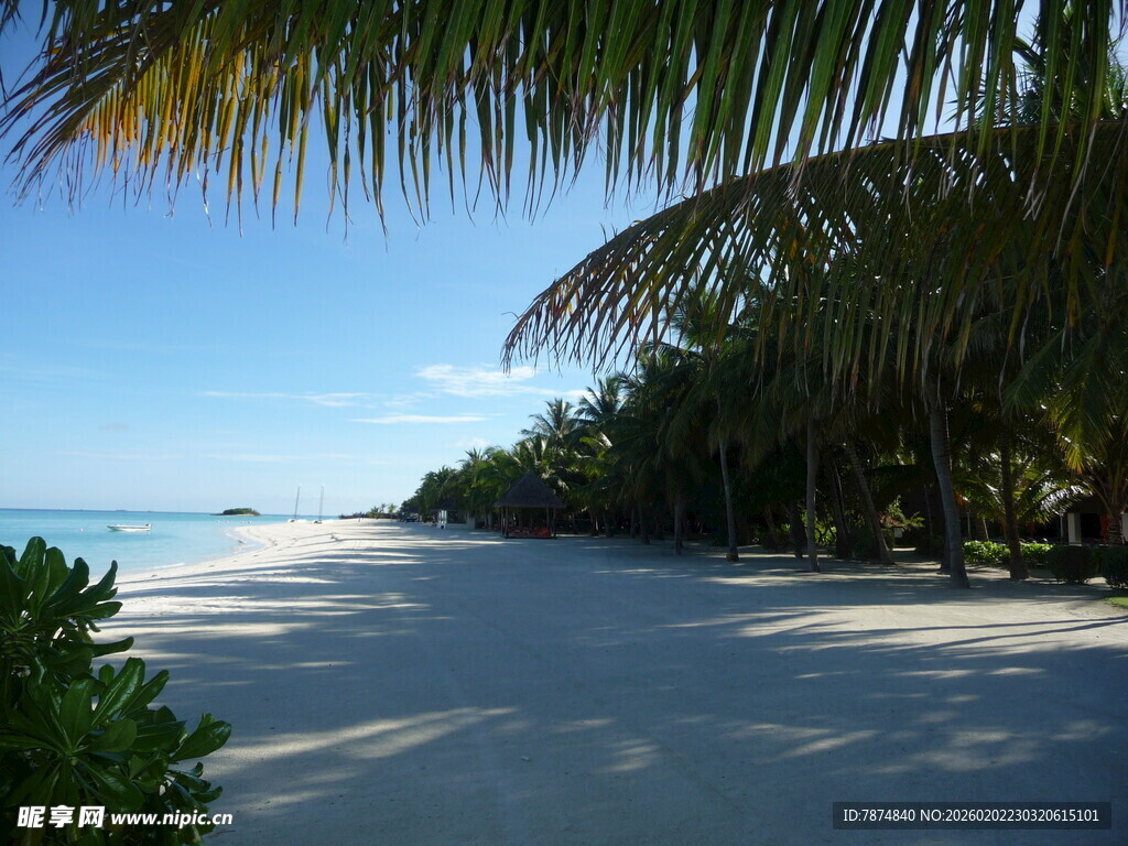 热带海滩风光 椰树白沙