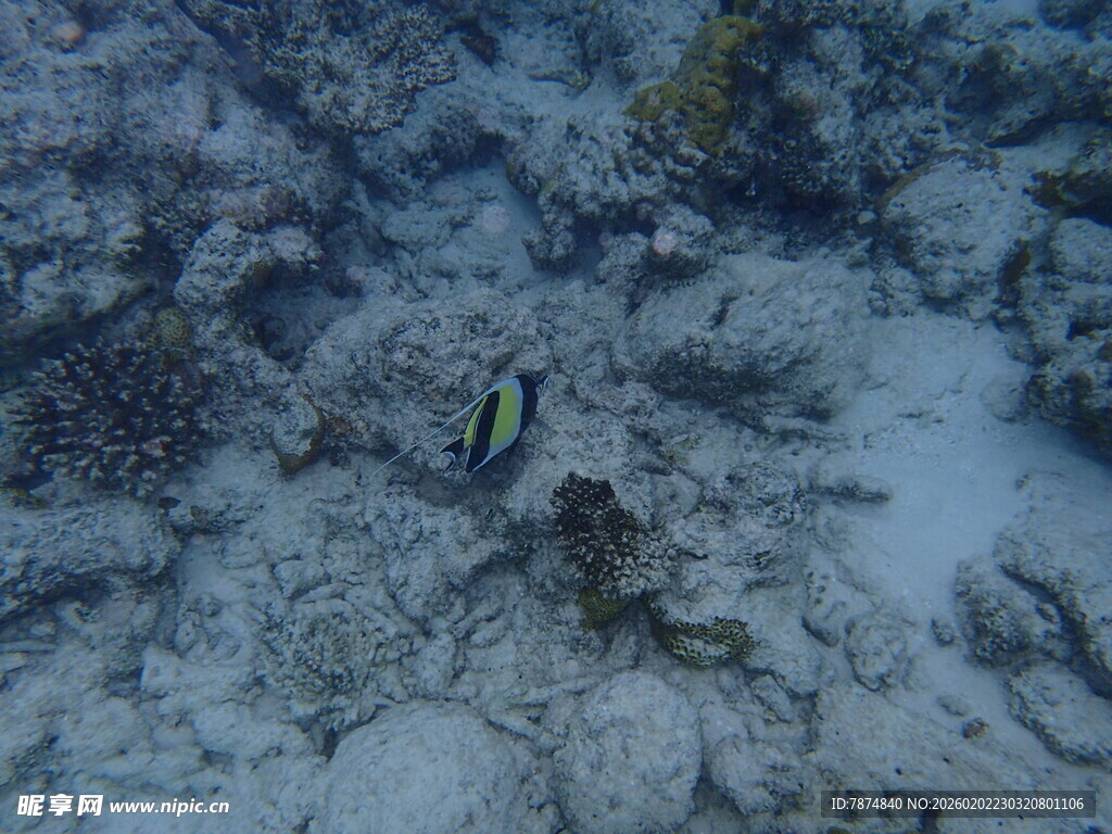 海底珊瑚间的小鱼