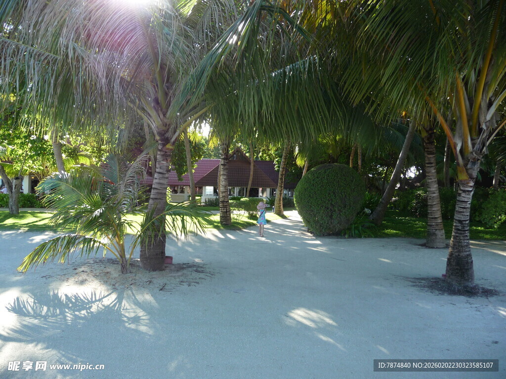 热带沙滩树林阳光美景