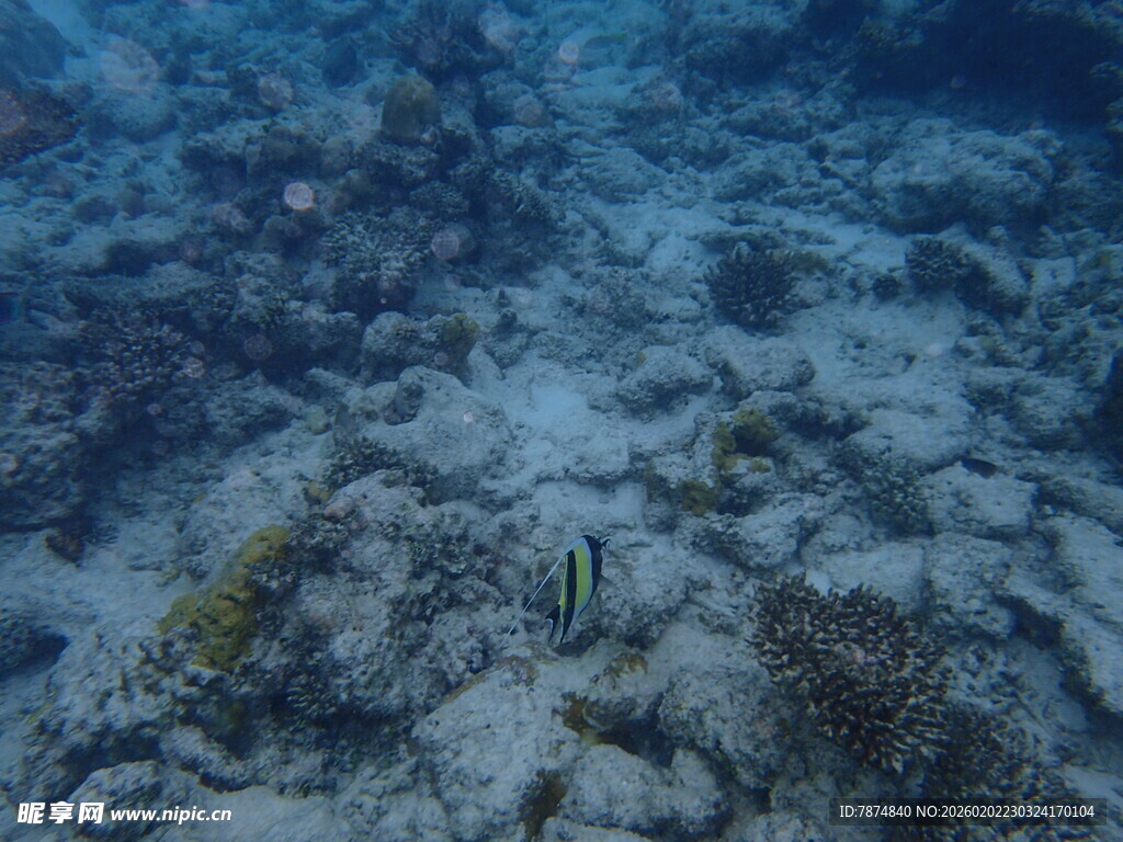 海底珊瑚礁与小鱼景象