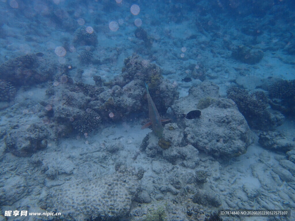 海底珊瑚礁景观