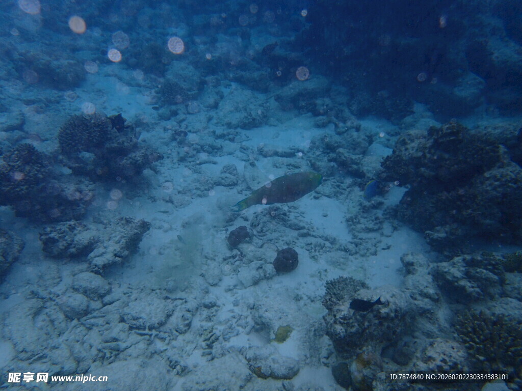 海底珊瑚礁景观