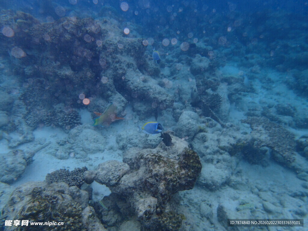 海底珊瑚礁景观