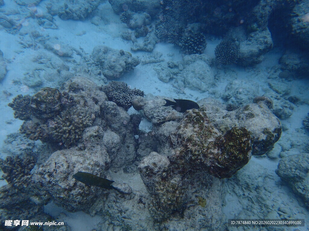 海底珊瑚景观