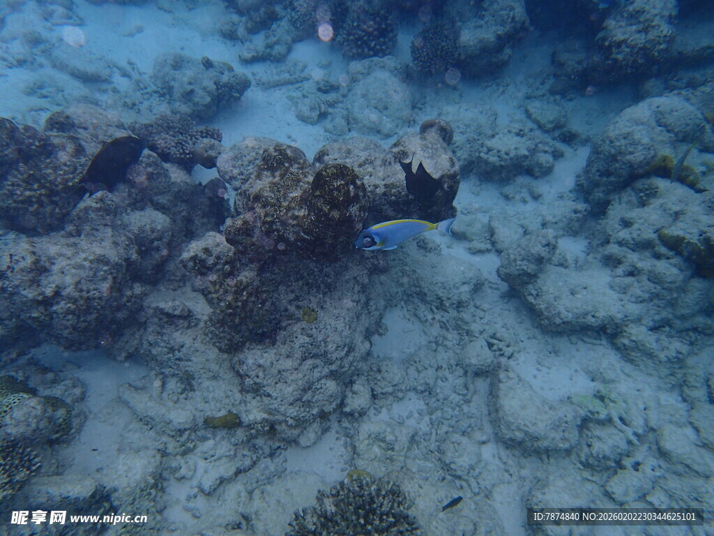 海底珊瑚景观