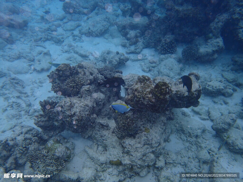 海底神秘珊瑚礁