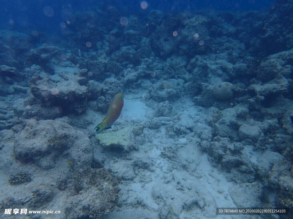 海底礁石旁的多彩小鱼
