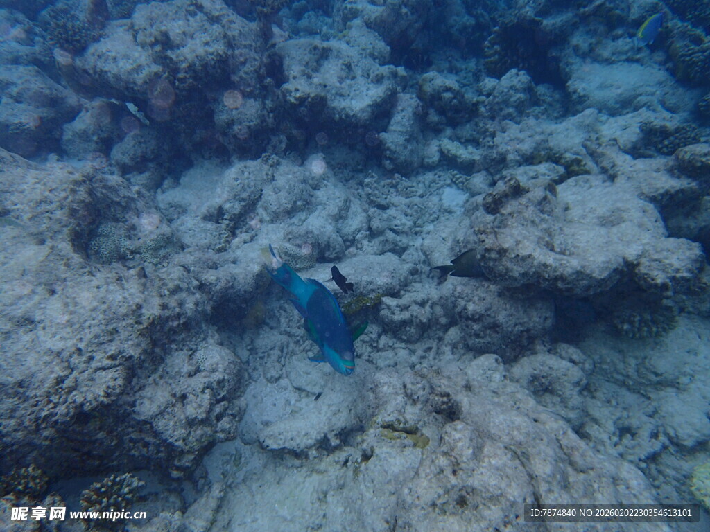 海底世界中的蓝色小鱼