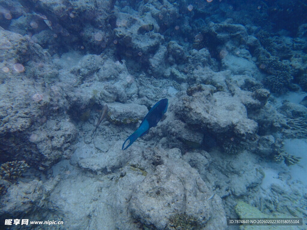 海底游动的蓝色小鱼