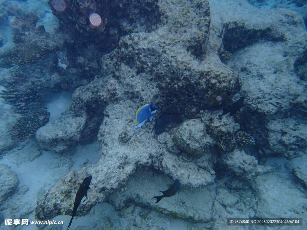 海底珊瑚丛中的蓝色小鱼