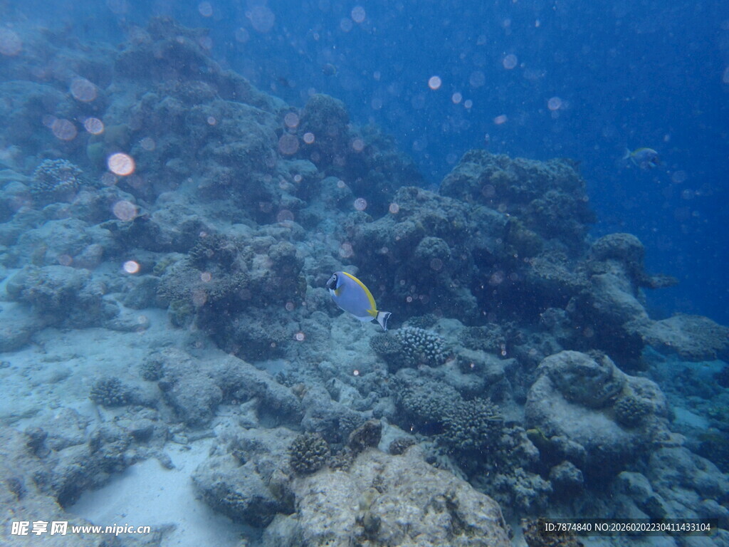 海底珊瑚礁景观