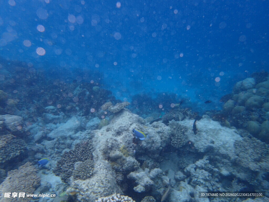 海底珊瑚礁景观