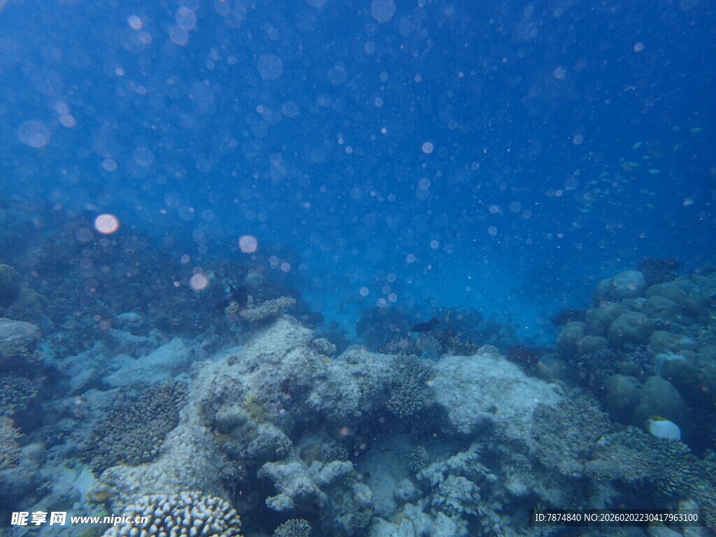 海底珊瑚景观