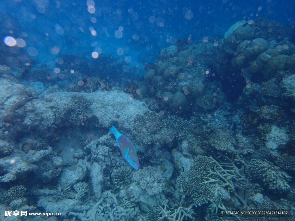 海底珊瑚间的蓝色小鱼