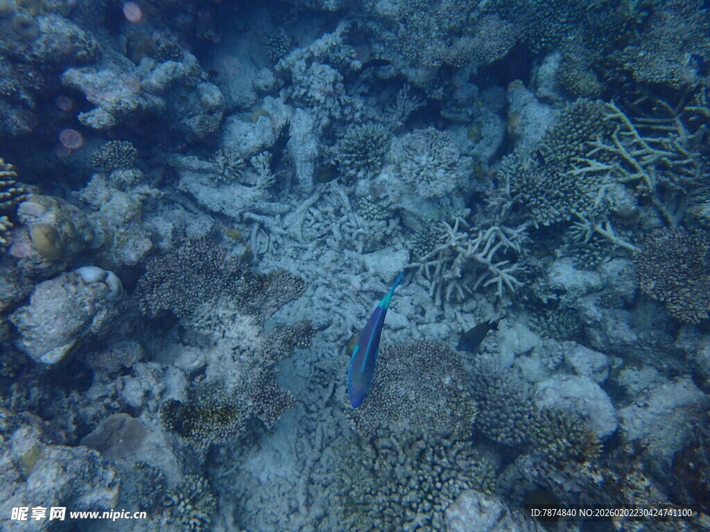 海底世界中的蓝色小鱼