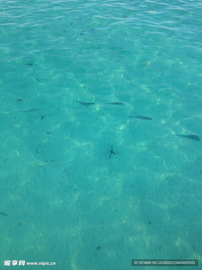 清澈海水中的游动小鱼